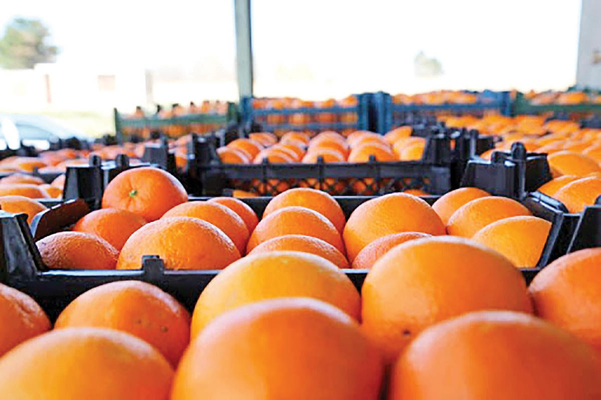 پایش نوروزی انطباق استاندارد میوه، خوراک و خدمات در استان آغاز شد  ,